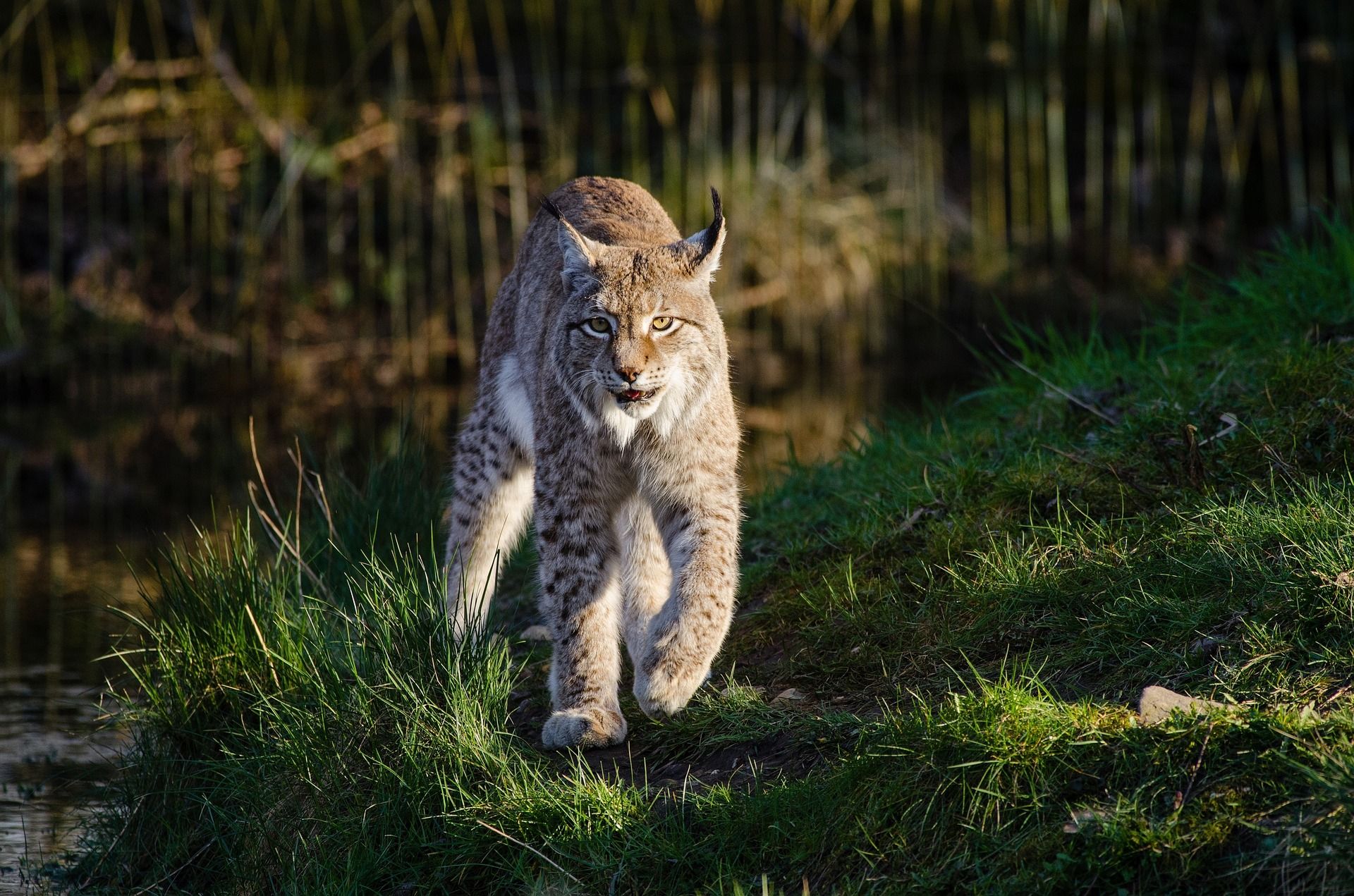 Die JGLP lehnt den Frontalangriff auf Luchs, Biber und Wolf ab und unterstützt ein Referendum gegen das «Abschussgesetz» des Ständerates